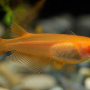 Medakas - Orysias Latipes Yang Guifei