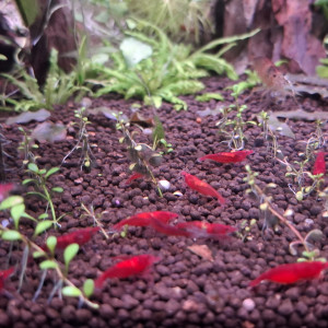 CREVETTE SAKURA ROUGE