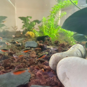 Guppy endler Santa Maria