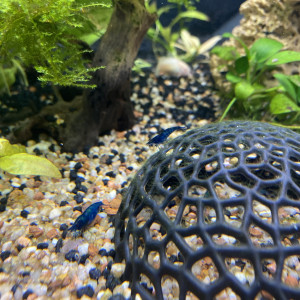 Crevettes Blue Velvet