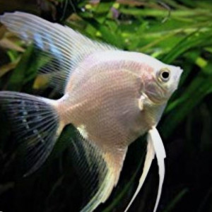 Donne pour cause déménagement