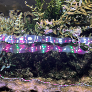 2 rampes d'éclairage LED Proten Freswater 150 avec support