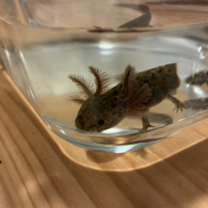 Don axolotls