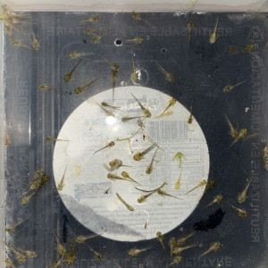 Pleurodele waltl / ambystoma andersoni / axolotl ambystoma mexicanum