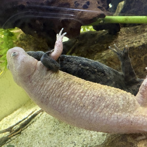 Pleurodele waltl / ambystoma andersoni / axolotl ambystoma mexicanum