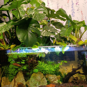 Plante aquatique et hydroponie