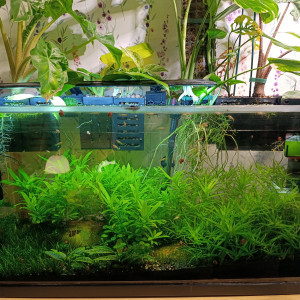 Plante aquatique et hydroponie