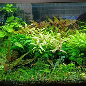 Plante aquatique et hydroponie