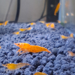 CREVETTE ORANGE FIRE NEOCARIDINA