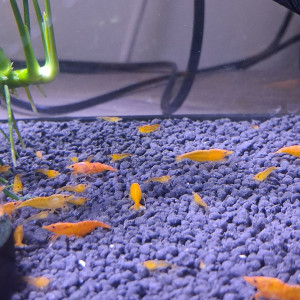 CREVETTE ORANGE FIRE NEOCARIDINA