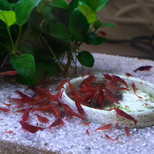 CREVETTE BLOODY MARY NEOCARIDINA