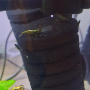 CREVETTE HULK ORANGE NEOCARIDINA