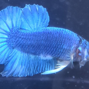 Betta plakat halfmoon males femelles 3 mois