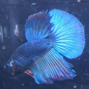 Betta plakat halfmoon males femelles 3 mois