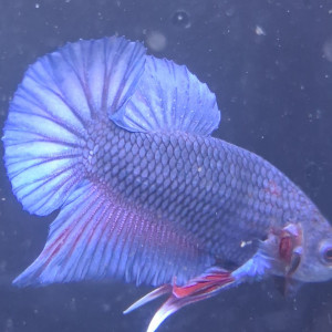 Betta plakat halfmoon males femelles 3 mois