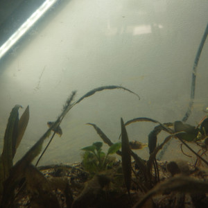 Don ou échange tetraodon nains malabar