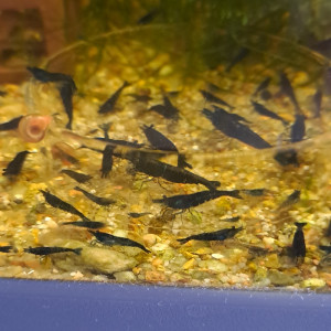 Néocaridina blue velvet blue dream