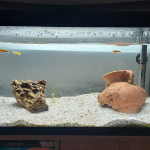 Aquarium complet 80 l avec poissons