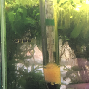 2 Killi femelles adulte de 2 ans