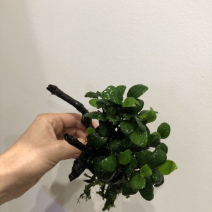 Racine vigne Anubia fougère java