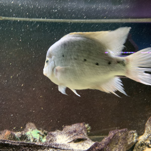 Vends vieja argentea