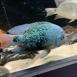 Vends Maskaheros regani