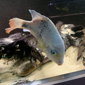 Vends Maskaheros regani