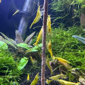 Neocaridina yellow néon sur Nice et envoie