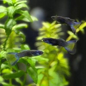 Guppy moscow blue rare
