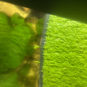 Donne lentille d’eau