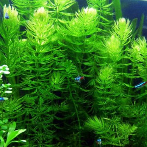 Plantes pour aquarium d'eau douce