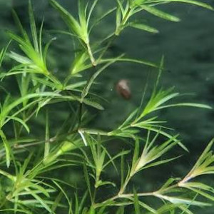 Plantes pour aquarium d'eau douce