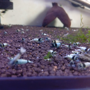 Blue mosura haut grade