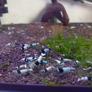 Blue mosura haut grade