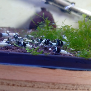 Blue mosura haut grade