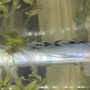 Bébés Ancistrus lot de 3 minimum