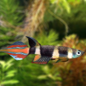 Epiplatys annulatus