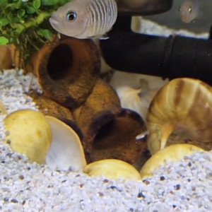 Neolamprologus multifasciatus