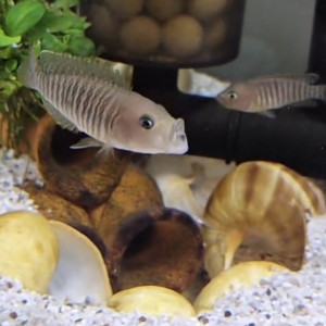 Neolamprologus multifasciatus