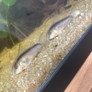 Deux corydoras Arquatus