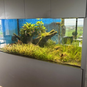 Aquarium à vendre