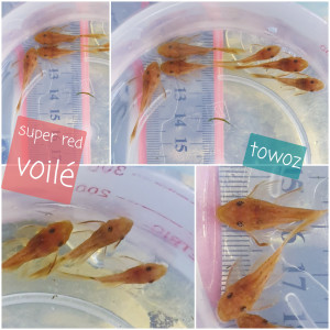 Ancistrus Super Red voilé