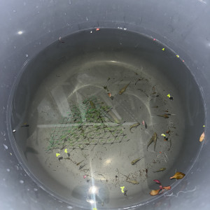 Dons Gupppy femelles et alevins