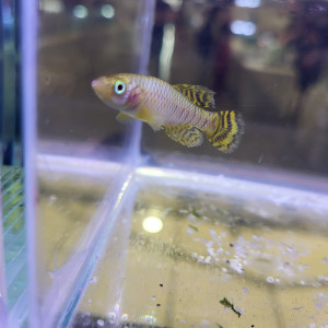 Vente - Couple Nothobranchius korthausae