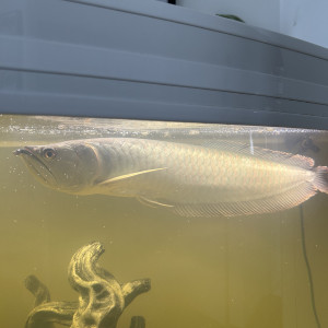 Arowana argenté