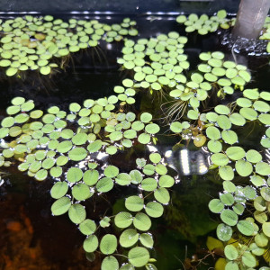 Salvinia Minima