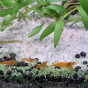 Neocaridina davidi yellow