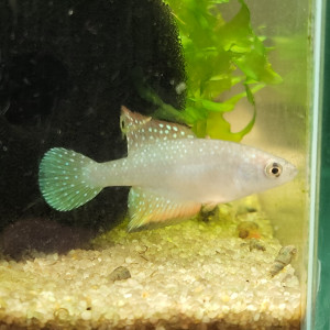 Vente - couple hypsolebias Faouri