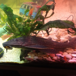 Pleco 25 cm
