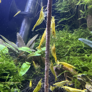 neocaridina yellow neon haut grade